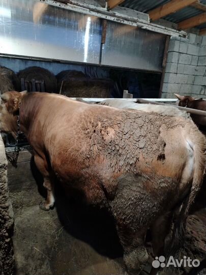 Бычки на откорм или на мясо
