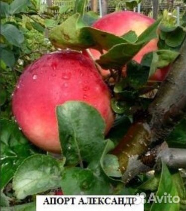 Саженцы плодовых деревьев