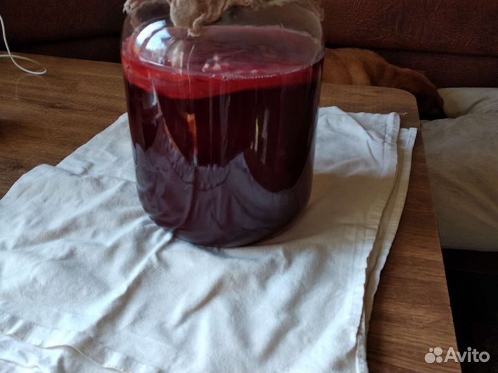 Чайный гриб Комбуча