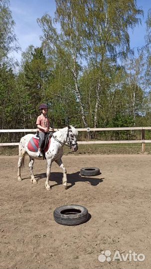 Конные прогулки фотосессии обучение верховой езде
