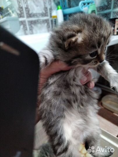 Отдам в добрые руки, котенка