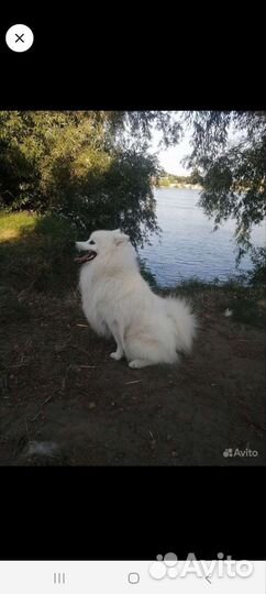 Японский шпиц