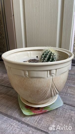 Кактус Нидерландский