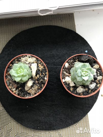 Каменная Роза (эхеверия)