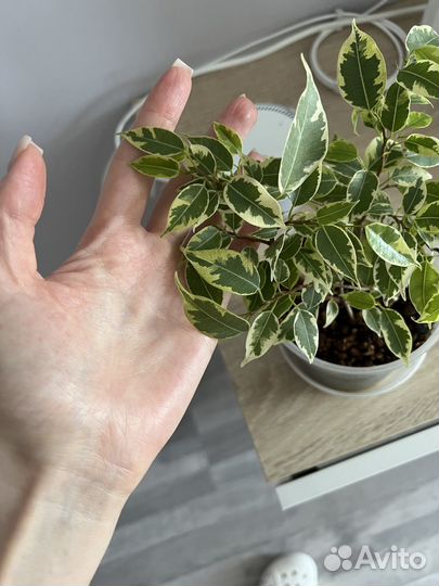 Фикус бенджамина