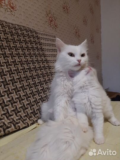 Котята отдам в добрые руки бесплатно