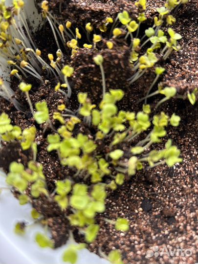 Вермикулит для растений