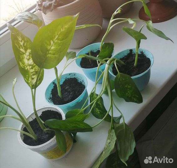 Диффенбахия