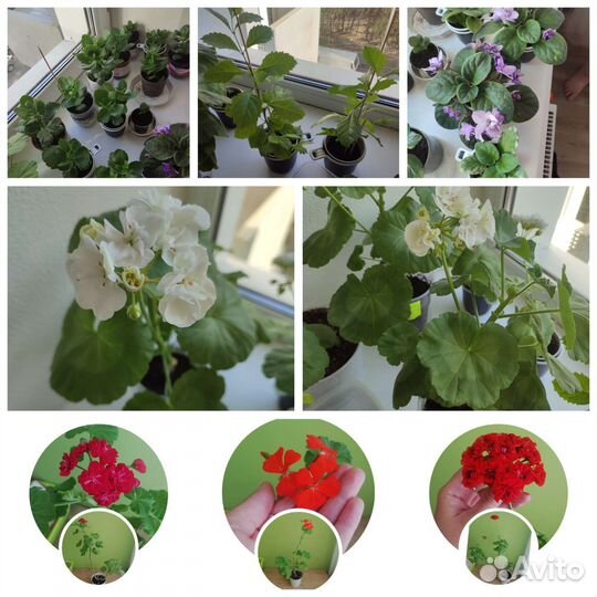 Пеларгония герань фиалка Берёзка Каланхоэ