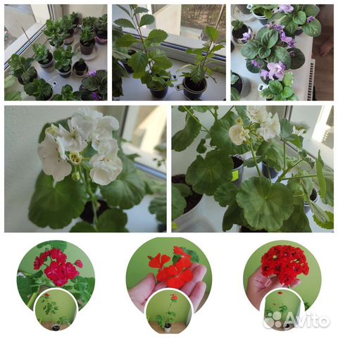Пеларгония герань фиалка Берёзка Каланхоэ