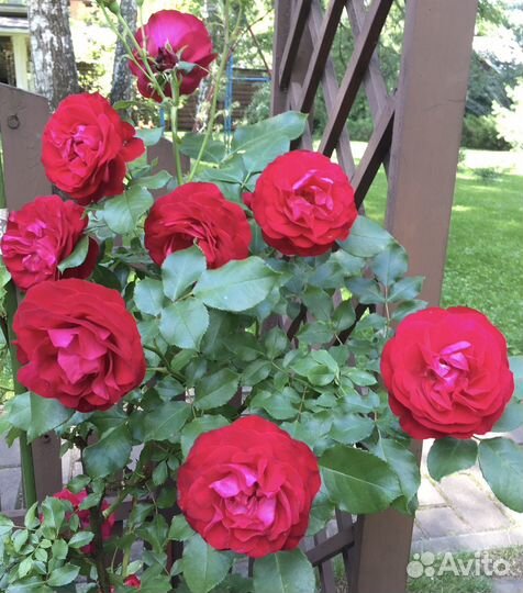 Садовник, помощник по хозяйству