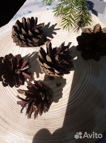 Шишки сосновые