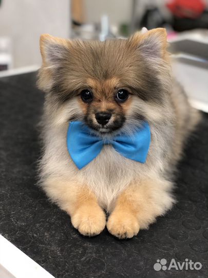 Грумер, Стрижка собак и кошек