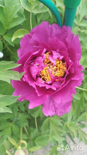 Пион древовидный