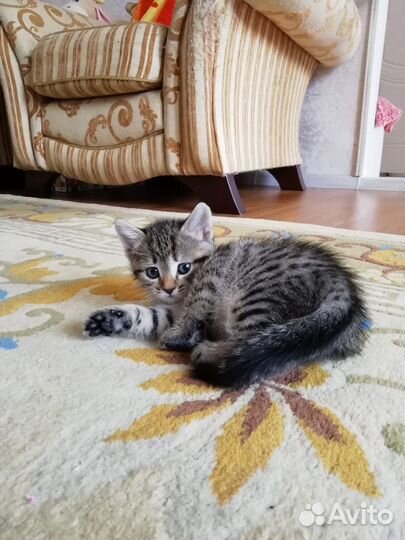 Отдам даром в добрые руки