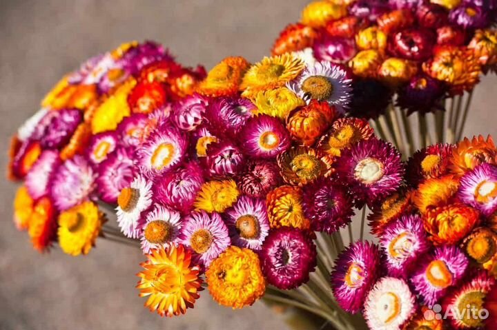 Лобелии, хризантема мультифлора