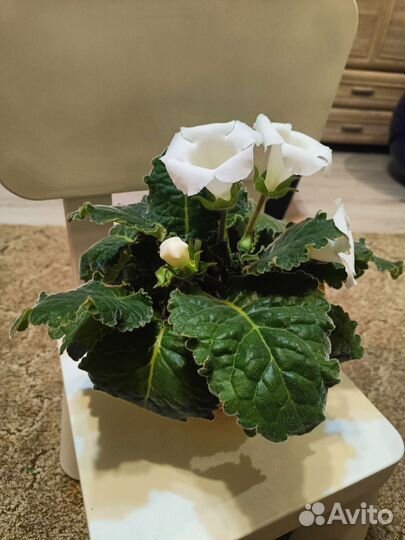 Глоксиния белая