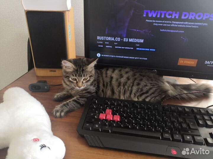 Котенок девочка бесплатно