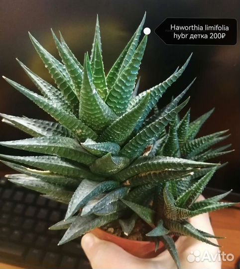 Суккуленты