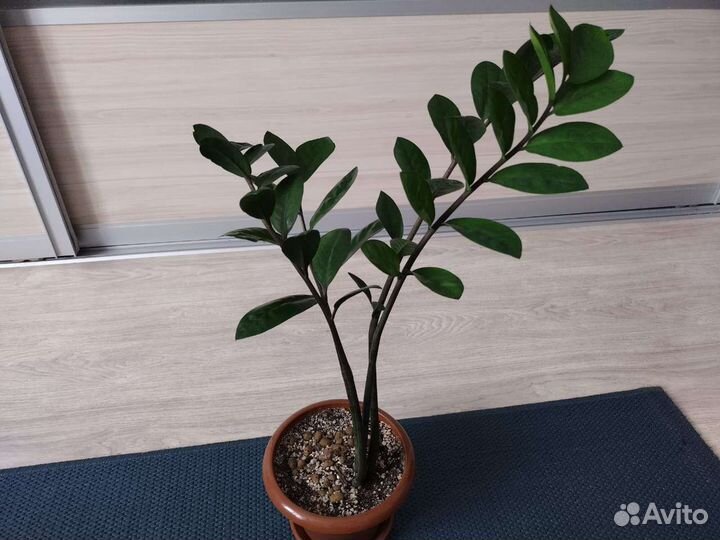 Замиокулькас