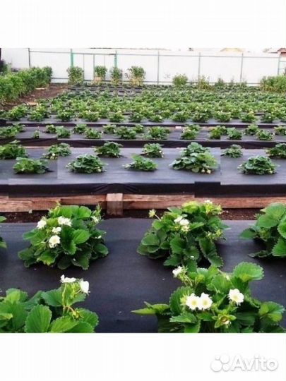 Укрывной материал для растений. Спанбонд черный 60