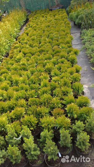 Туя шаровидная даника