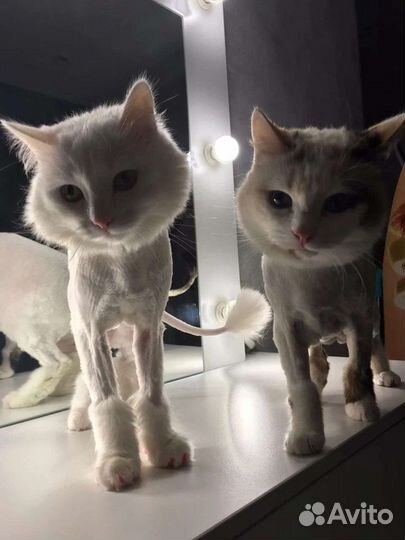 Стрижка,линька кошек
