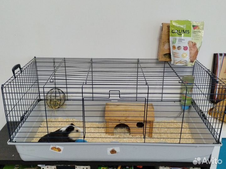 Морская свинка мальчик