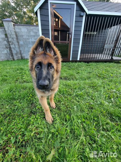 Вольер для собак premium