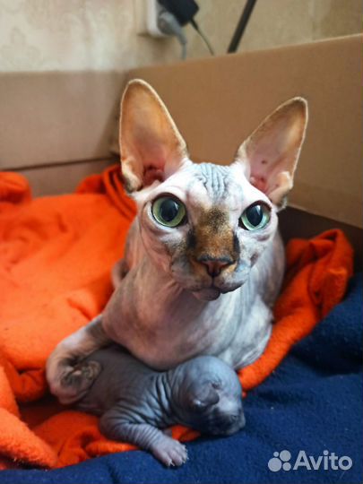 Канадский сфинкс котята продажа