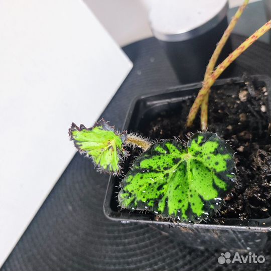 Бегония Бауэра тигровая