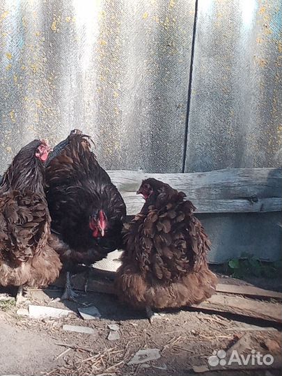 Куры орпингтон шеколад