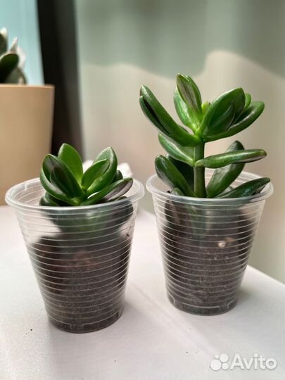 Крассула хоббит (Crassula Hobbit)