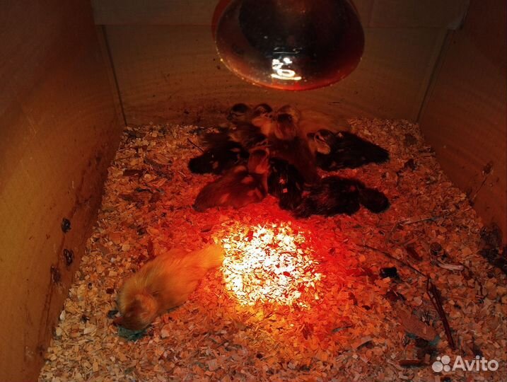 Суточные индоутята