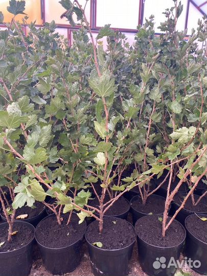 Саженцы крыжовника бесшипого