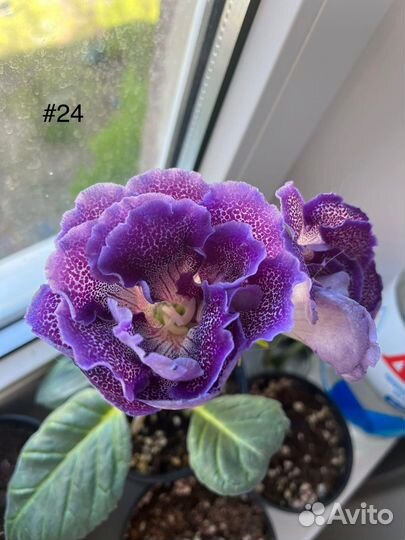 Глоксинии махровые и простые