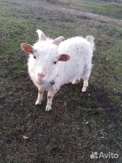 Козел зааненский