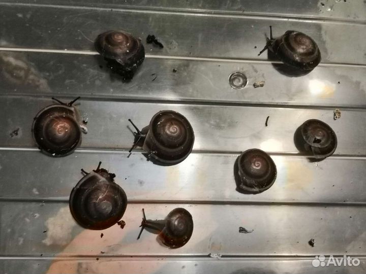 Улитки ахатины