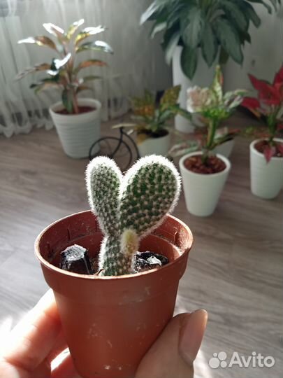 Кактусята