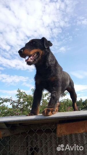 Кобель ягдтерьера для вязки