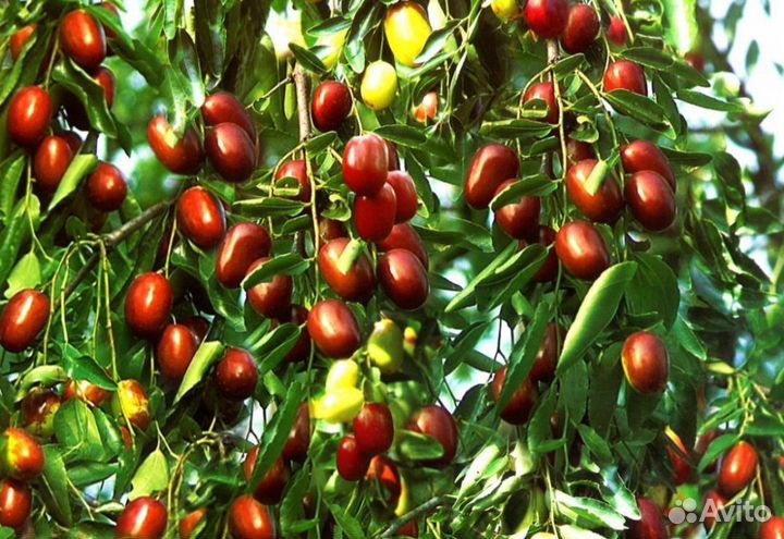 Саженцы унаби(китайский финик)