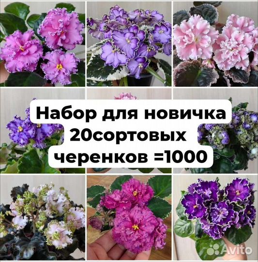 Сортовые фиалки