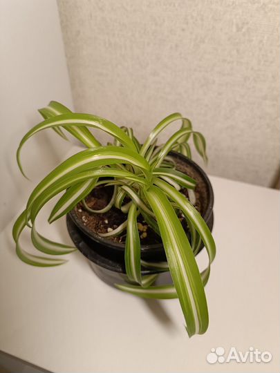 Хлорофитумы