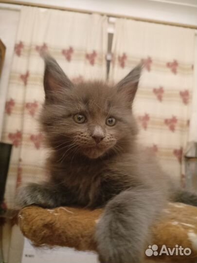 Котята мейн-кун