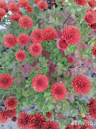 Хризантемы мультифлора