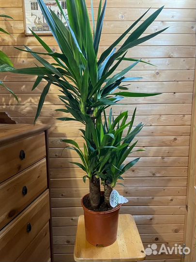 Пальма юкка D- 21 /H-110 -3 ствола