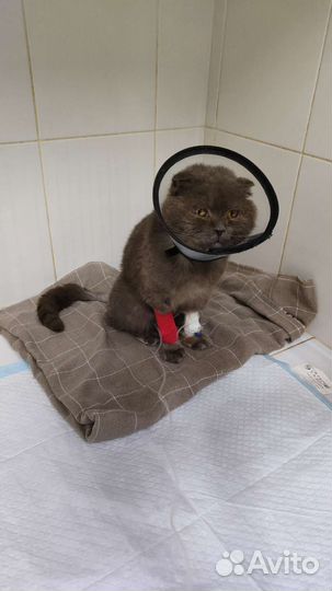 Кот