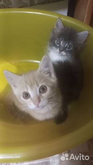 Котята дворянских кровей