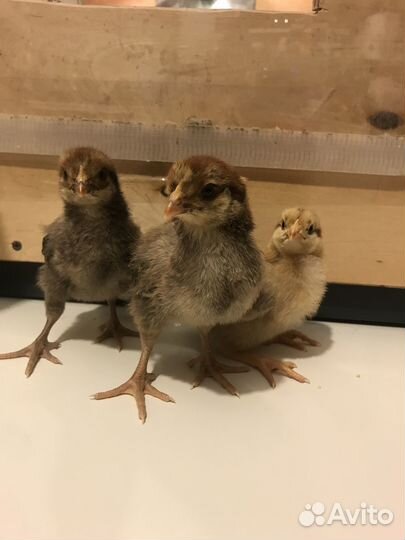 Цыплята кучинская юбилейная. Инкубационное Яйцо