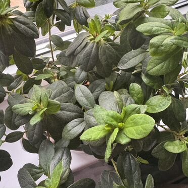 Азалия розовая